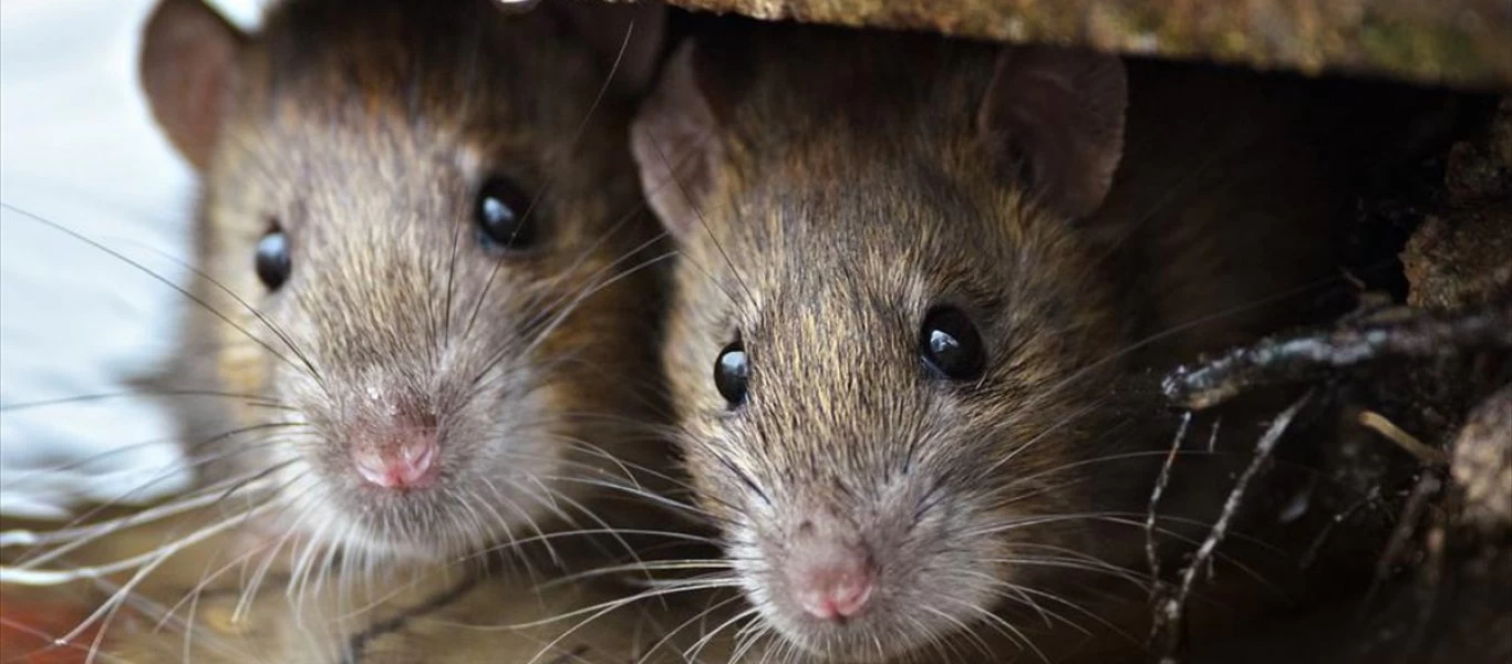 Μετά τον κορωνοϊό... ο χανταϊός; - Συναγερμός στην Κίνα για άνδρα που πέθανε από τον ιό